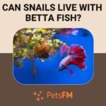Can snails live with betta fish?